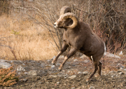 HOOFED ANIMALS