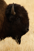 HOOFED ANIMALS