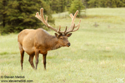 HOOFED ANIMALS