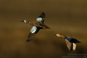 DUCKS