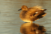 DUCKS