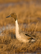 DUCKS