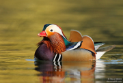 DUCKS
