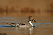 DUCKS