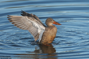 DUCKS