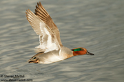 DUCKS