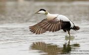  DIVING DUCKS