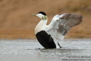  DIVING DUCKS