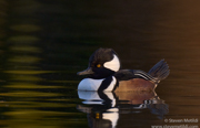  DIVING DUCKS