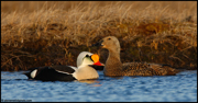  DIVING DUCKS