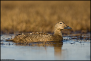  DIVING DUCKS