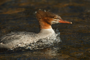  DIVING DUCKS