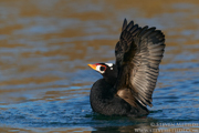  DIVING DUCKS