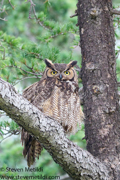 OWLS, KITES, VULTURES, CONDORS