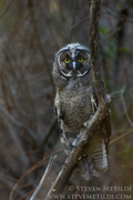 OWLS, KITES, VULTURES, CONDORS