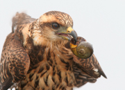 OWLS, KITES, VULTURES, CONDORS