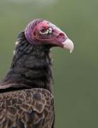 OWLS, KITES, VULTURES, CONDORS