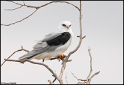 OWLS, KITES, VULTURES, CONDORS