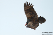 OWLS, KITES, VULTURES, CONDORS
