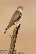 FALCONS