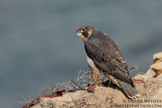 FALCONS