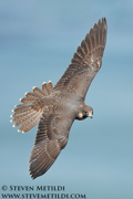 FALCONS