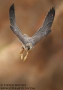 FALCONS