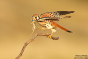 FALCONS