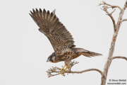 FALCONS