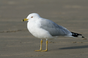 JAEGERS, GULLS, AND TERNS