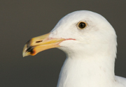 JAEGERS, GULLS, AND TERNS