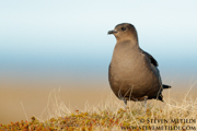 JAEGERS, GULLS, AND TERNS