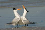 JAEGERS, GULLS, AND TERNS