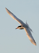 JAEGERS, GULLS, AND TERNS