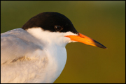 JAEGERS, GULLS, AND TERNS