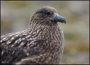JAEGERS, GULLS, AND TERNS