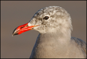 JAEGERS, GULLS, AND TERNS