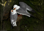 JAEGERS, GULLS, AND TERNS