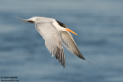 JAEGERS, GULLS, AND TERNS