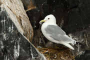 JAEGERS, GULLS, AND TERNS