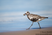 SHOREBIRDS