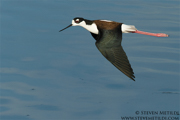 SHOREBIRDS