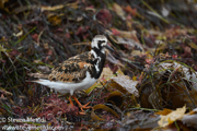 SHOREBIRDS