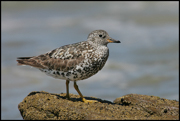 SHOREBIRDS