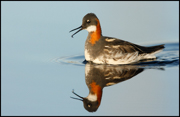 SHOREBIRDS