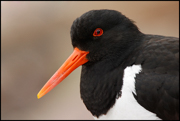 SHOREBIRDS