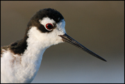 SHOREBIRDS