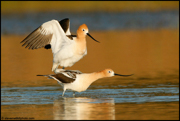 SHOREBIRDS