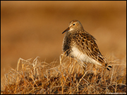 SHOREBIRDS