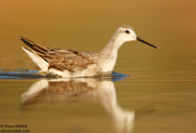 SHOREBIRDS